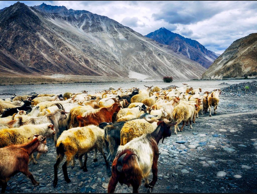 Pashmina Goats and sheep ladakh