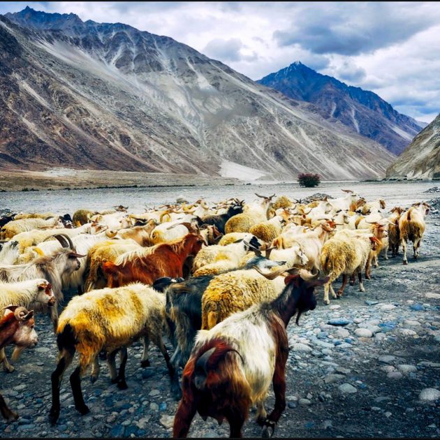 Pashmina Goats and sheep ladakh